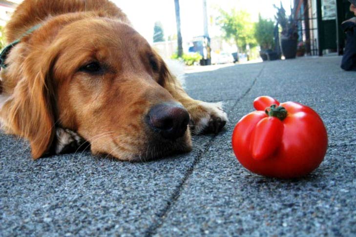 Can Dogs Eat Tomatoes? The Safe Way to Share This Veggie