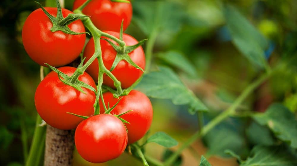 Dogs and Tomatoes: Benefits, Risks, and Safe Feeding Tips