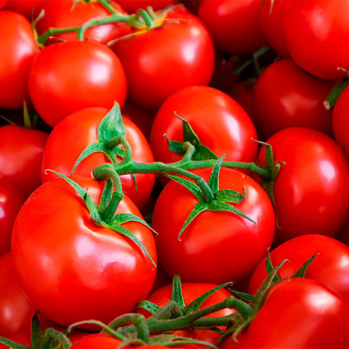 Ripe vs. Unripe: When Tomatoes Are Safe for Your Dog